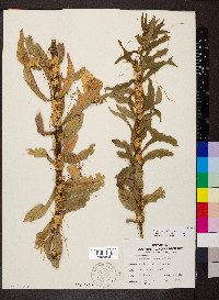 Cuscuta glomerata image