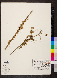 Cuscuta gronovii image