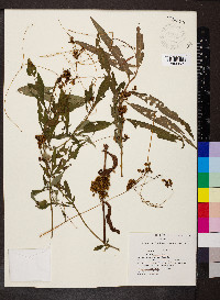 Cuscuta gronovii image