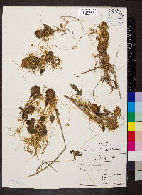 Cuscuta pentagona image