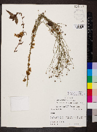 Cuscuta compacta image