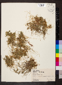 Cuscuta campestris image