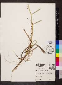 Cuscuta cuspidata image