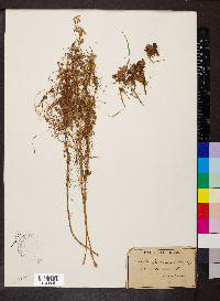 Cuscuta epithymum image