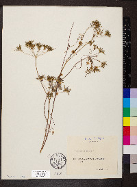 Cuscuta europaea image