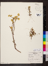 Cuscuta approximata image