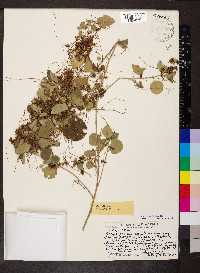 Cuscuta sandwichiana image