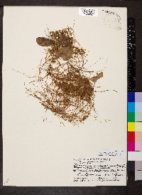 Cuscuta sandwichiana image