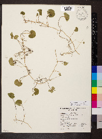 Dichondra micrantha image