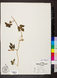 Ipomoea hederacea image