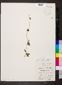 Ipomoea hederacea image