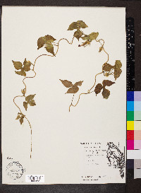 Ipomoea hederacea image