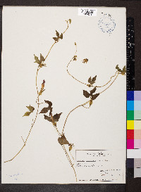 Ipomoea hederacea image