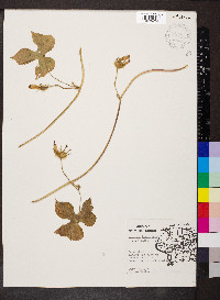 Ipomoea hederacea image