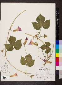 Ipomoea hederacea image