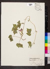 Ipomoea hederacea image