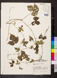 Ipomoea hederacea image