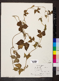 Ipomoea hederacea image