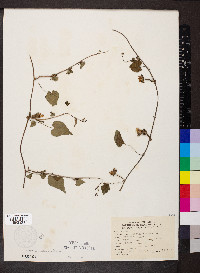 Ipomoea lacunosa image