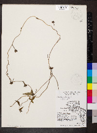 Ipomoea lacunosa image