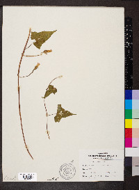 Ipomoea lacunosa image