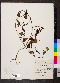 Ipomoea lacunosa image