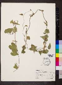 Ipomoea lacunosa image