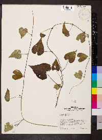 Ipomoea lacunosa image