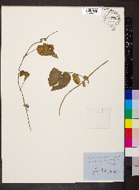 Ipomoea lacunosa image