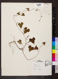 Ipomoea lacunosa image