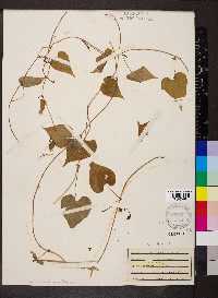 Ipomoea lacunosa image