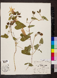 Ipomoea pandurata image