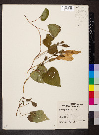 Ipomoea pandurata image