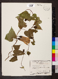 Ipomoea pandurata image