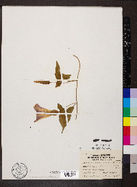 Ipomoea pandurata image