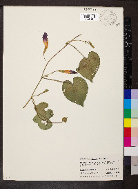 Ipomoea purpurea image