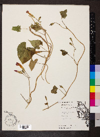 Ipomoea purpurea image