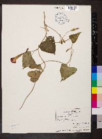 Ipomoea purpurea image