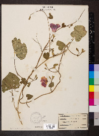 Ipomoea purpurea image