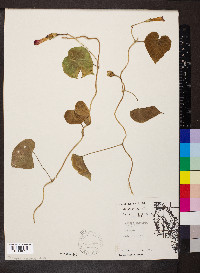 Ipomoea purpurea image