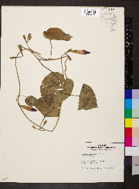 Ipomoea purpurea image