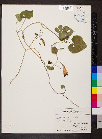 Ipomoea purpurea image