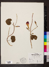 Ipomoea purpurea image