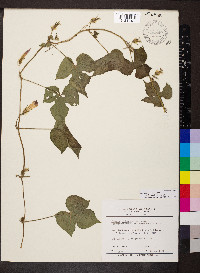 Ipomoea hederacea image