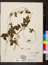 Ipomoea hederacea image