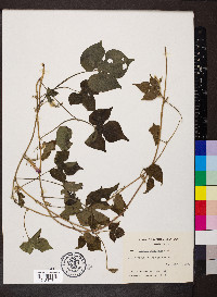 Ipomoea hederacea image
