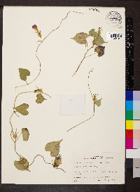 Ipomoea hederacea image