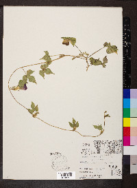 Ipomoea hederacea image