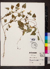 Ipomoea lacunosa image