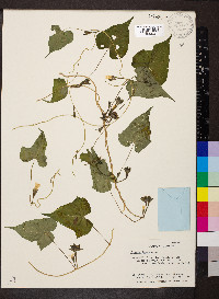 Ipomoea lacunosa image